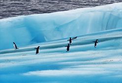 Alarm na Antarktydzie. Coraz więcej przypadków zakażenia śmiertelnym wirusem