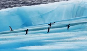 Alarm na Antarktydzie. Coraz więcej przypadków zakażenia śmiertelnym wirusem