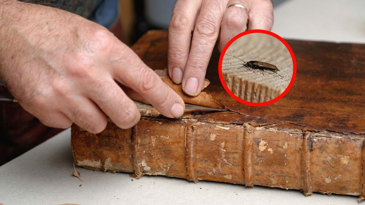 GIS ostrzega. Mogą być nosicielami groźnych pasożytów