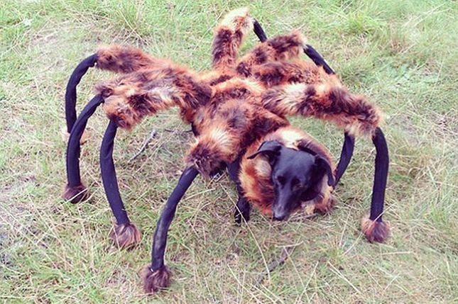 Pies pająk