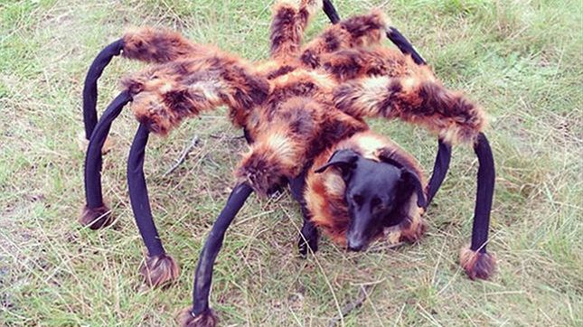 Przez psa pająka można doznać ciężkiego uszczerbku na zdrowiu? Wardęga znów ma kłopoty 1