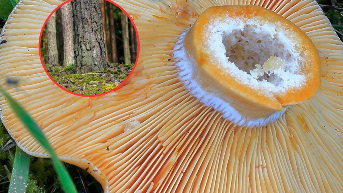 Tego grzyba chce znaleźć każdy. Szukaj go w tych miejscach