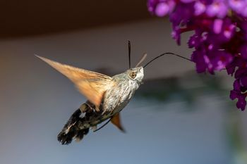 Rozmnażają się w Polsce. Gdy się zbliżą, zachowaj spokój