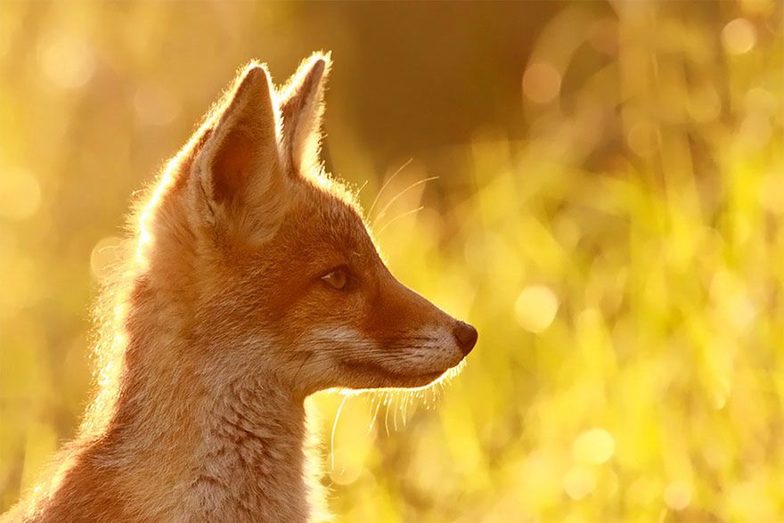 Jak robi lis? Czyli dzikie lisy Roeselien Raimond 3