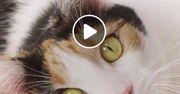 Walentynki idealną okazją do… adopcji kota! Wideo!