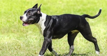 Makabra w Lublinie. Amstaffy rozszarpały suczkę na oczach właścicielki