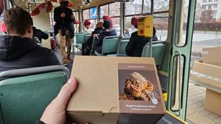 Gorzów Wlkp.: Rogalowa bimba. Słodki poczęstunek dla pasażerów tramwaju