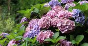 Rozsyp wokół hortensji. Kluczowy zabieg we wrześniu