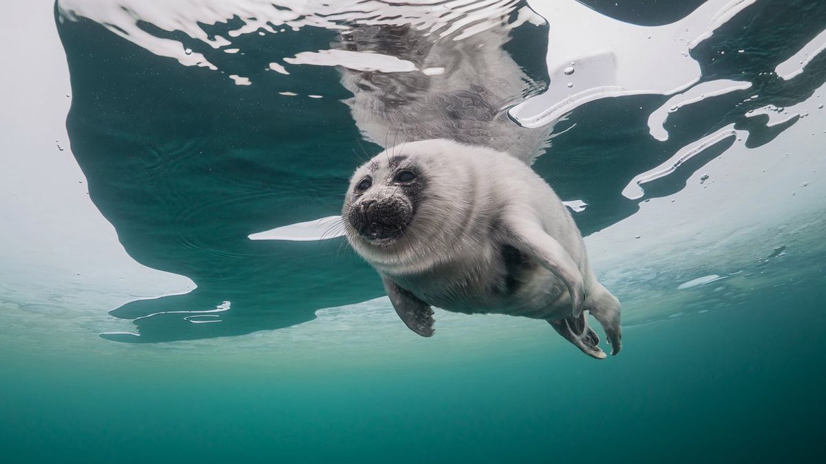 Urocza foka pod lodem. Ukryła się w najgłębszym jeziorze świata 1