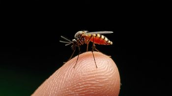 Poznań: Po intensywnych opadach w Polsce mogą się pojawić chmary komarów