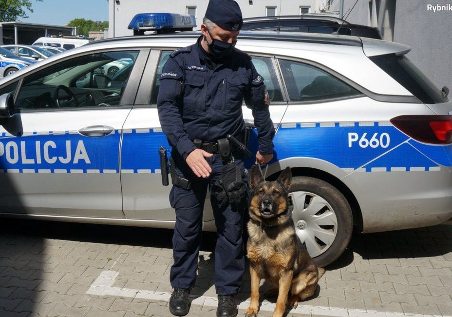 Śląskie. 83-letnią kobietę w Rybniku odnalazł pies policyjny "Kira".