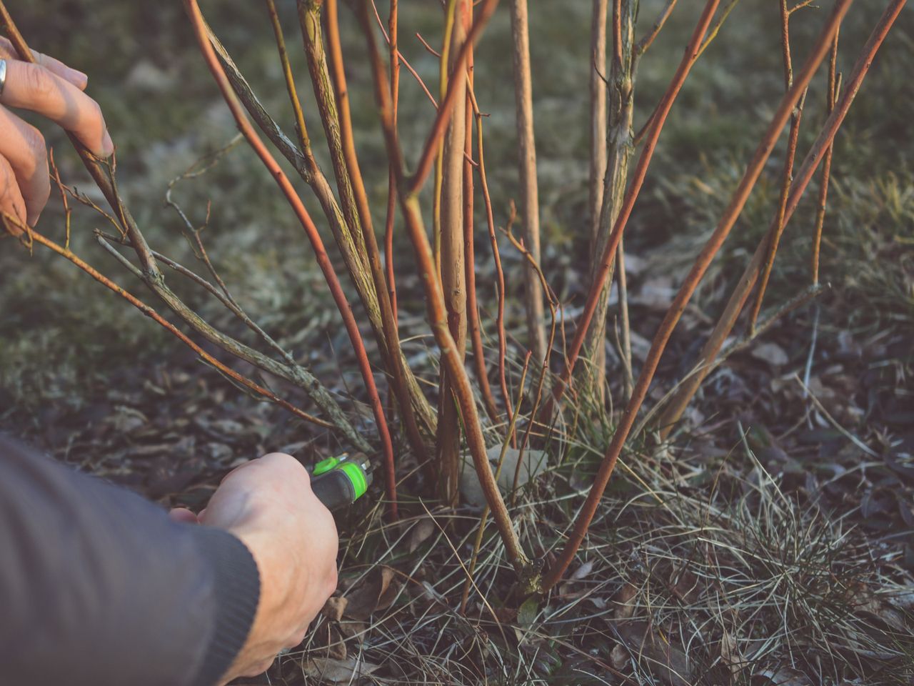 Unlocking plant growth: the value of DIY natural root stimulators in shrub propagation