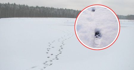 Leśnicy pokazali tropy. "Wszyscy myślą, że śpi"