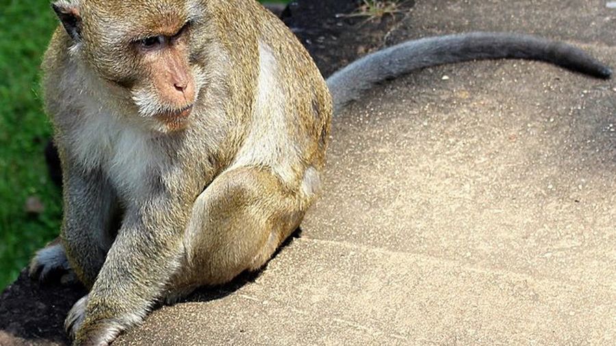 Makak otrzymał nerkę od genetycznie zmodyfikowanej miniaturowej świni - zdjęcie ilustracyjne