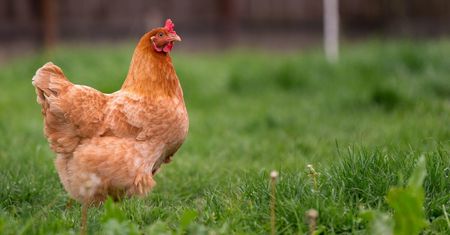 Wysoce zjadliwa grypa ptaków. Zwierzęta należy trzymać w zamkniętych kurnikach – Rozporządzenie Wojewody Lubelskiego