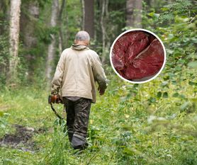 Myśliwi zjedli zakażone mięso. Dwóch mężczyzn zmarło na rzadką chorobę