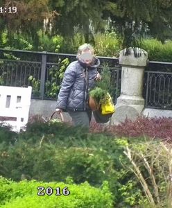 Świdnica. Przedsiębiorcza seniorka wpadła przez monitoring. Na potęgę kradła rośliny z Ogrodu Różanego