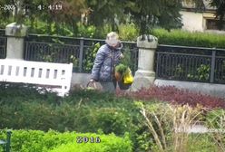 Świdnica. Przedsiębiorcza seniorka wpadła przez monitoring. Na potęgę kradła rośliny z Ogrodu Różanego