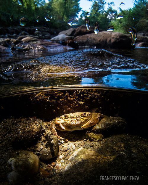 Laureaci Underwater Photo Contest odkrywają przed nami ogrom piękna podwodnych głębin 9