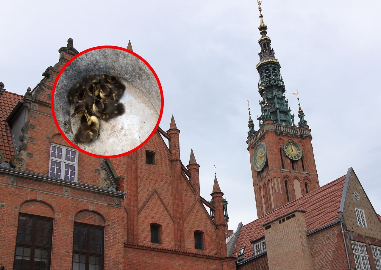 Akcja zakończona sukcesem. "Niesforne maluchy wypadły z gniazda"