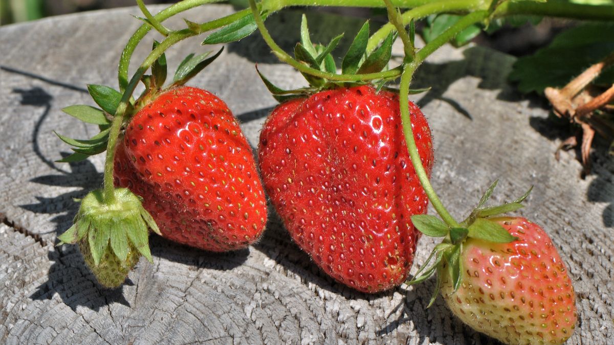 Truskawki będą się uginać od owoców