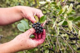 Aronia czarna – właściwości, zastosowanie, przeciwwskazania, cena 