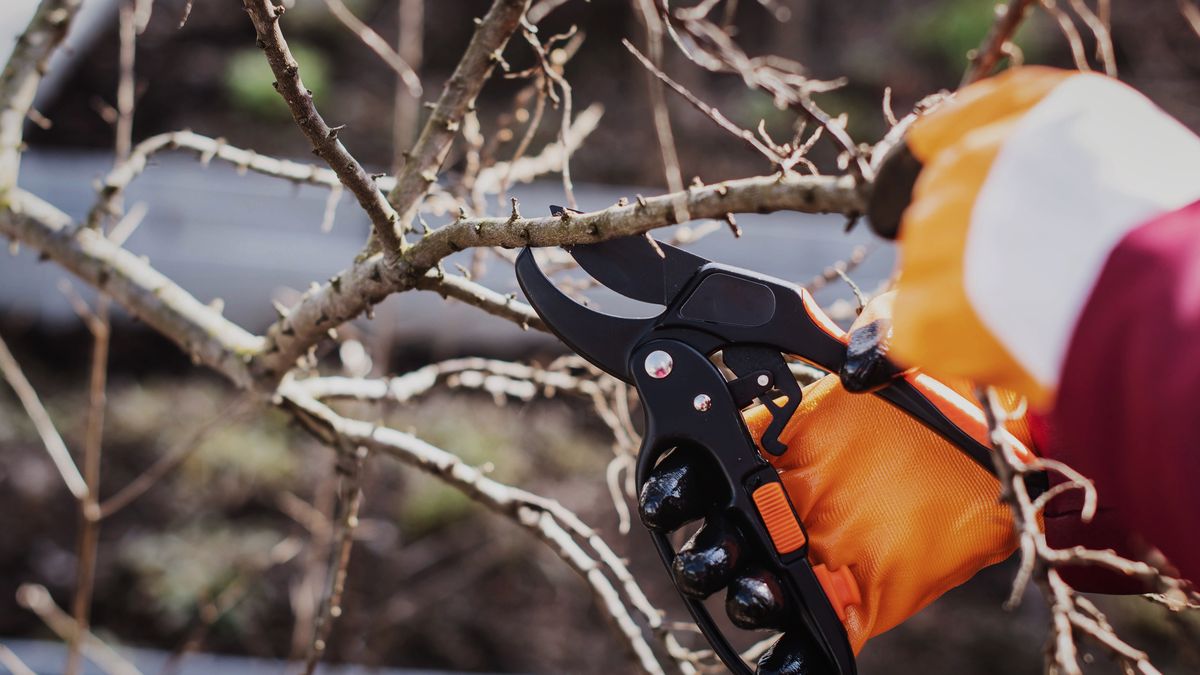 Jakie drzewa przycinać w styczniu?