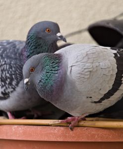 Gniazdo gołębi na balkonie. Czy można je wyrzucić?