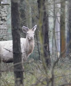 To się właściwie nie zdarza. Biały jeleń w oku kamery