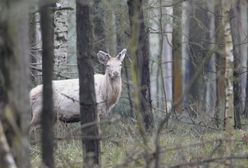 To się właściwie nie zdarza. Biały jeleń w oku kamery