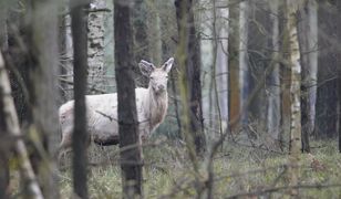 To się właściwie nie zdarza. Biały jeleń w oku kamery