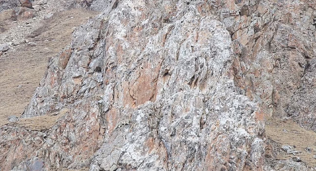 Zauważysz ukrytą panterę śnieżną?