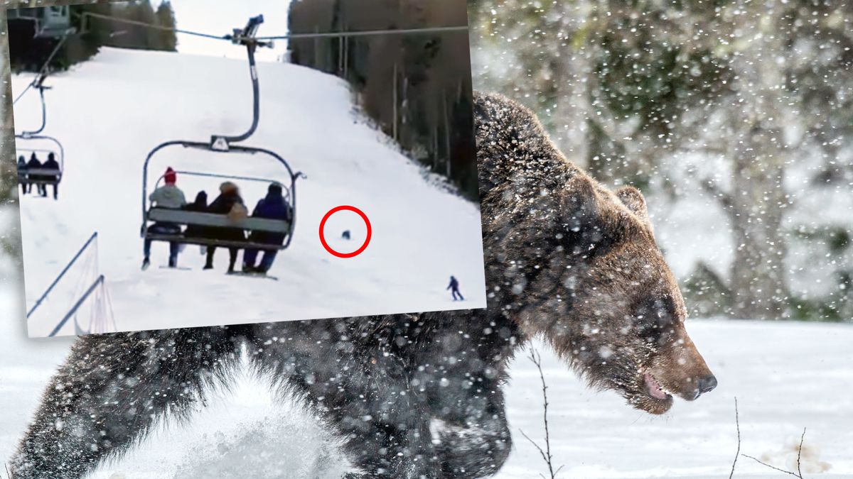 Niedźwiedź gonił narciarza. Chwile grozy na stoku