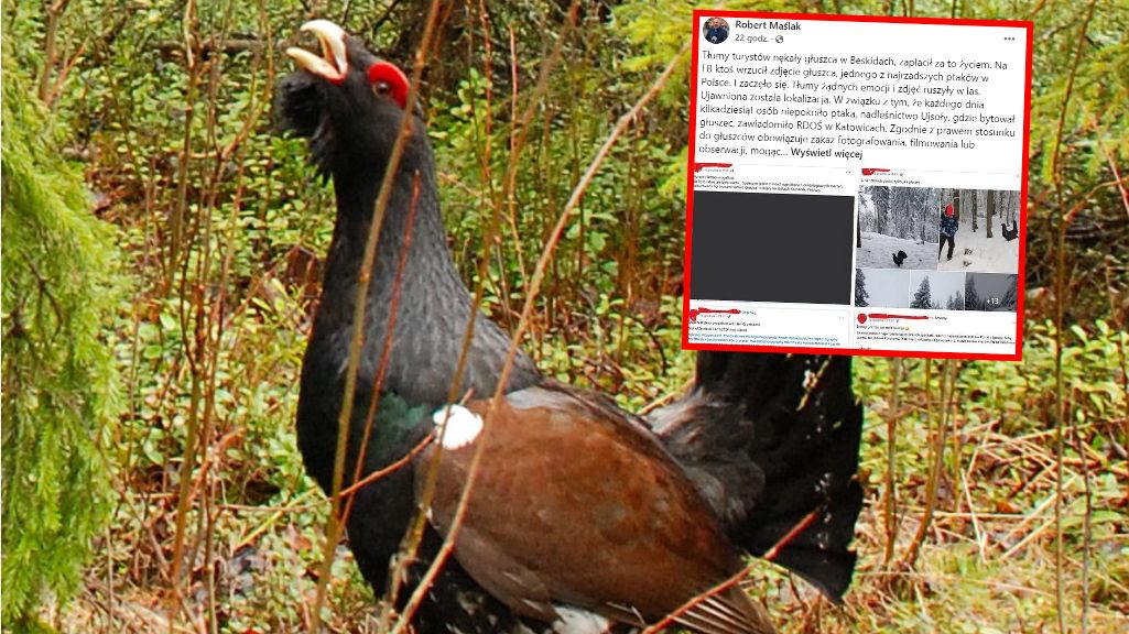 Zagrożony wyginięciem ptak zginął przez zachowanie turystów