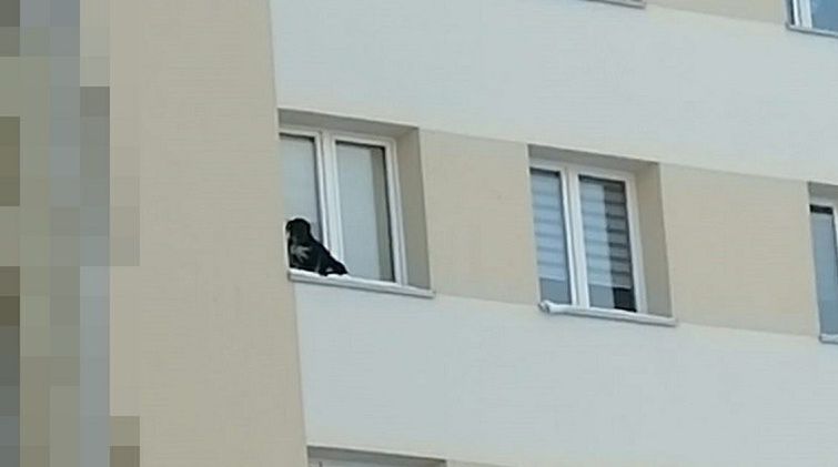 Lubin. Pies na parapecie na 9. piętrze. Nieodpowiedzialny właściciel za kratkami