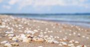 Zbierali "muszelki" na plaży. To była naprawdę kosztowna pomyłka