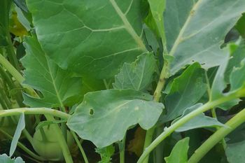 Większość z nas wyrzuca jako odpad. Mają więcej wartości niż samo warzywo