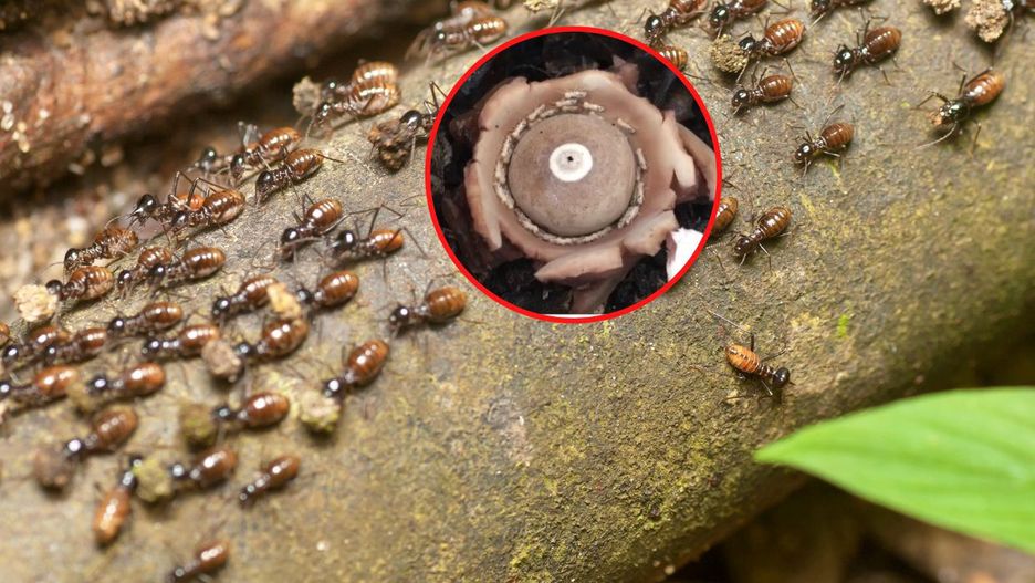 Termity w “spirali śmierci”