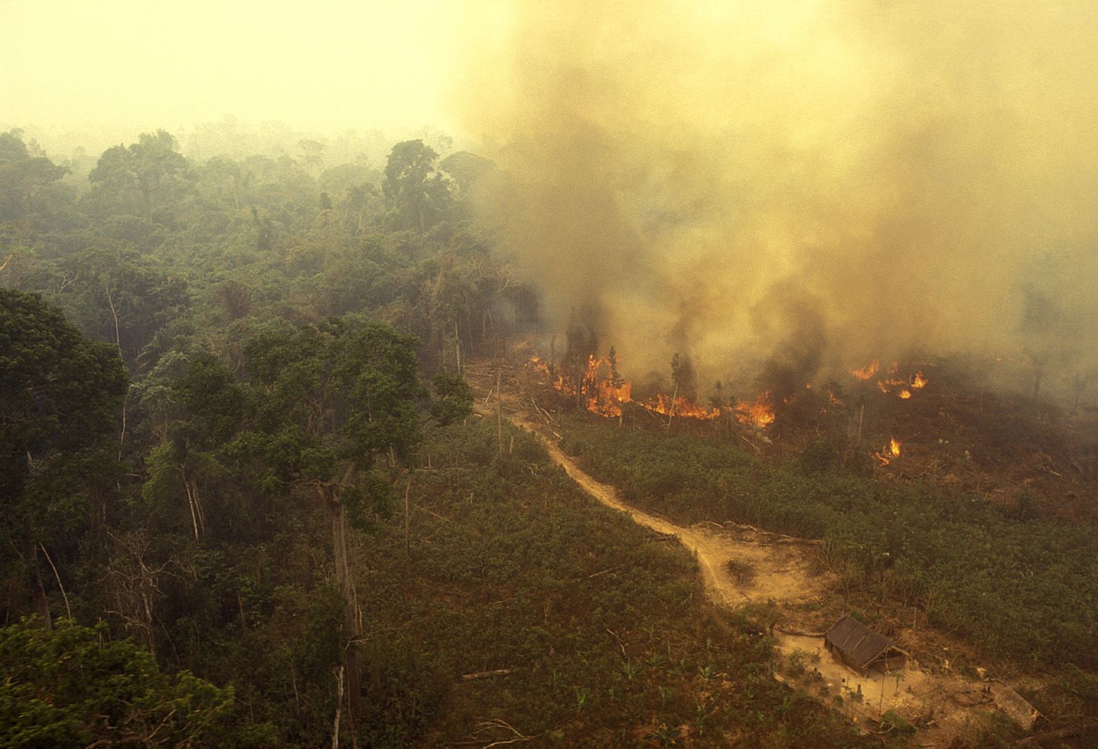 Amazońskie lasy deszczowe emitują teraz więcej CO2 niż go pochłaniają