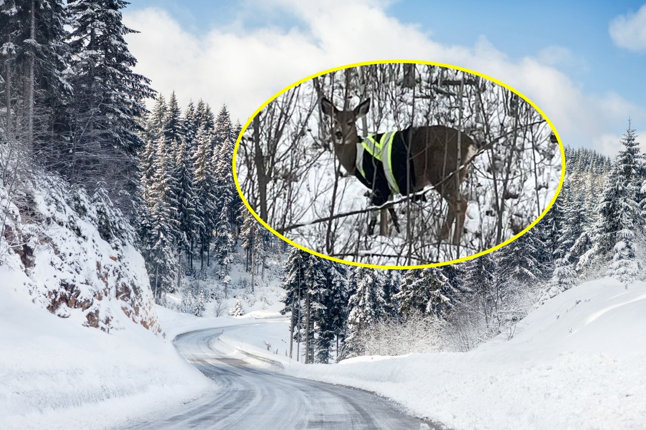 Deer in reflective vest sparks social media buzz in McBride