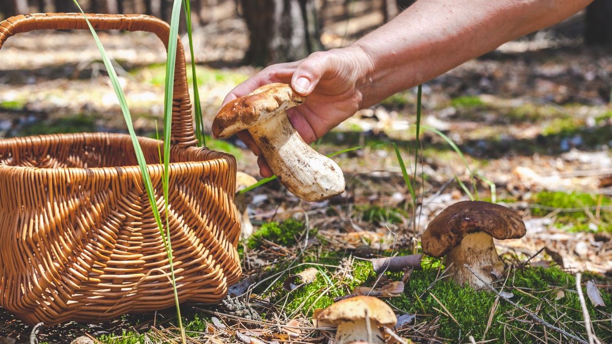 Najlepsze miejsca na grzyby w czerwcu