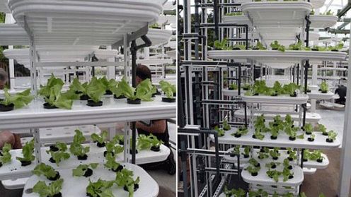 Pierwsze na świecie pionowe farmy. W ZOO 1