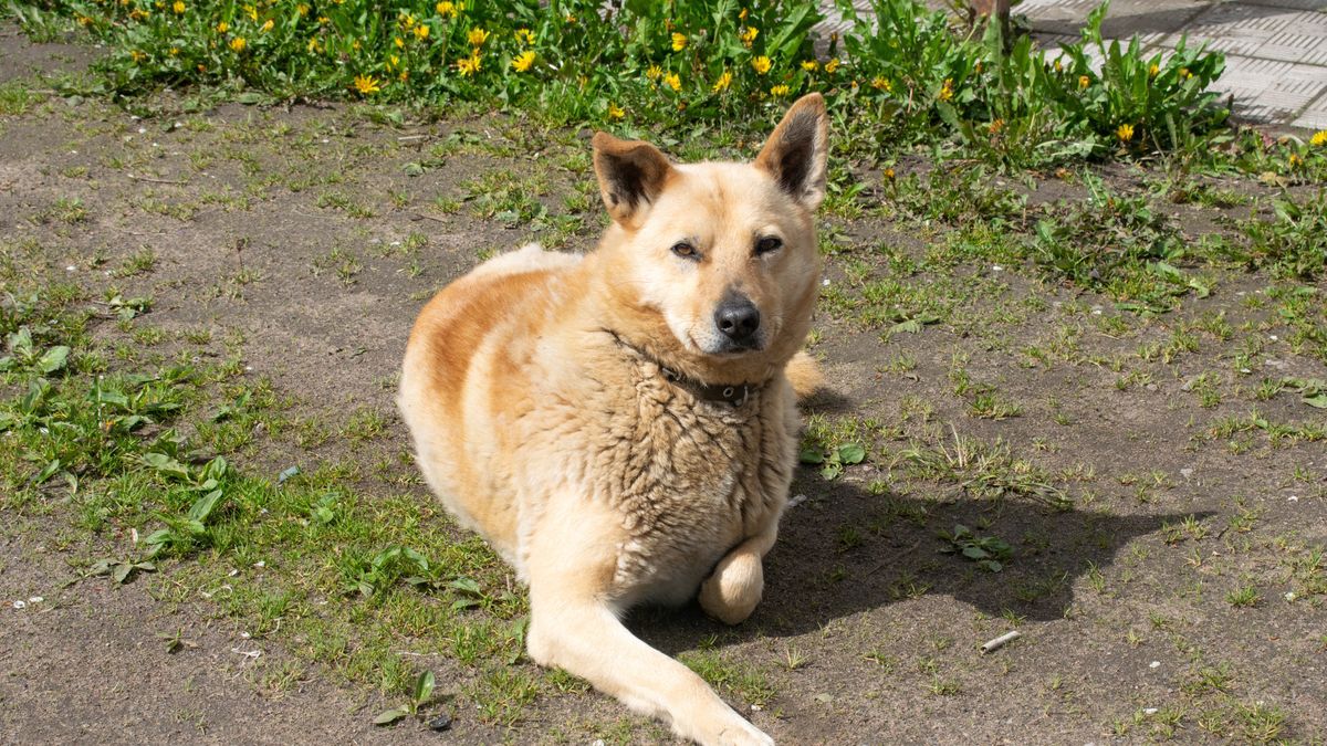 Najgorsze rasy psów do domu