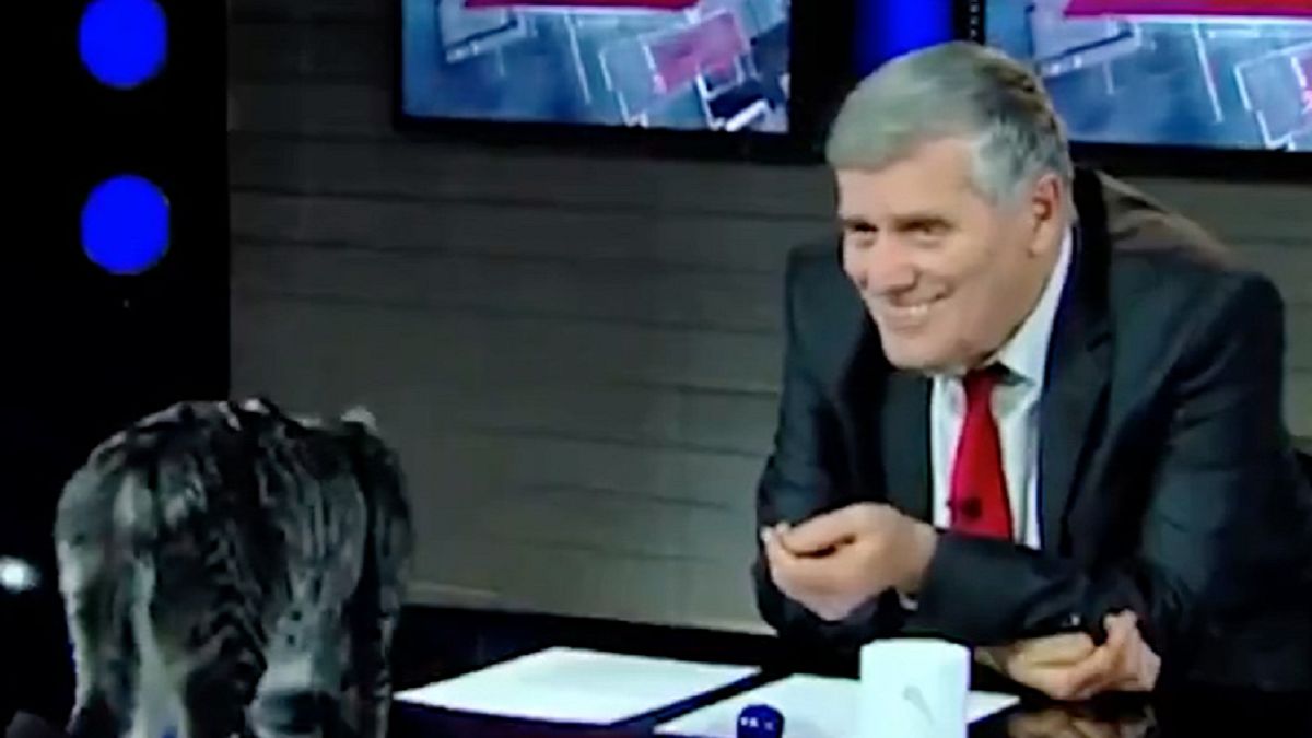 Kot zakłócił program polityczny w gruzińskiej telewizji 