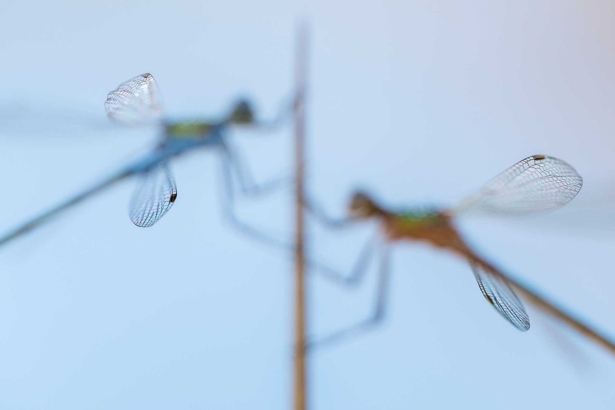 British Wildlife Photography Awards 2017 – najlepsze zdjęcia dzikiej przyrody z Wielkiej Brytanii. Zobaczcie ich historie 7
