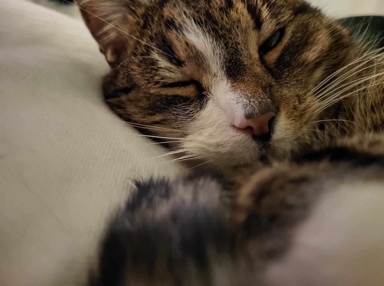 9 sygnałów, że Twój kot jest chory!