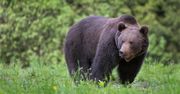 Niedźwiedzie nie tylko wysoko w górach. Zwierzęta pojawiają się nawet w Zakopanem