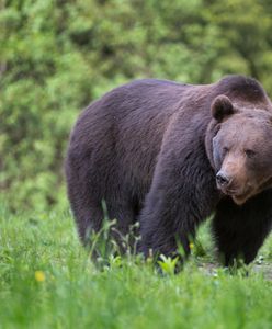 Niedźwiedzie nie tylko wysoko w górach. Zwierzęta pojawiają się nawet w Zakopanem