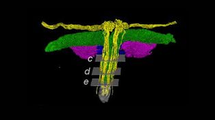 Przez lata była omijana. Naukowcy zeskanowali intymną część ciała