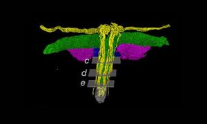 Przez lata była omijana. Naukowcy zeskanowali intymną część ciała